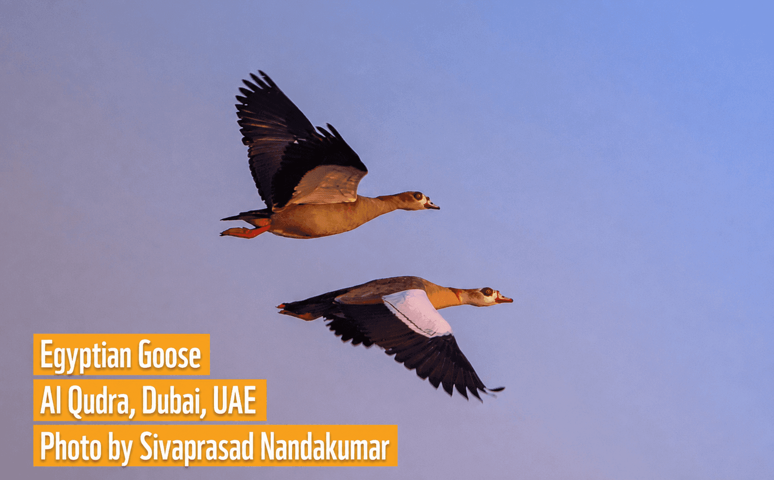 MAHE Dubai Faculty, Prof Sivaprasad Nandakumar Wins UAE Wildlife Photography Challenge